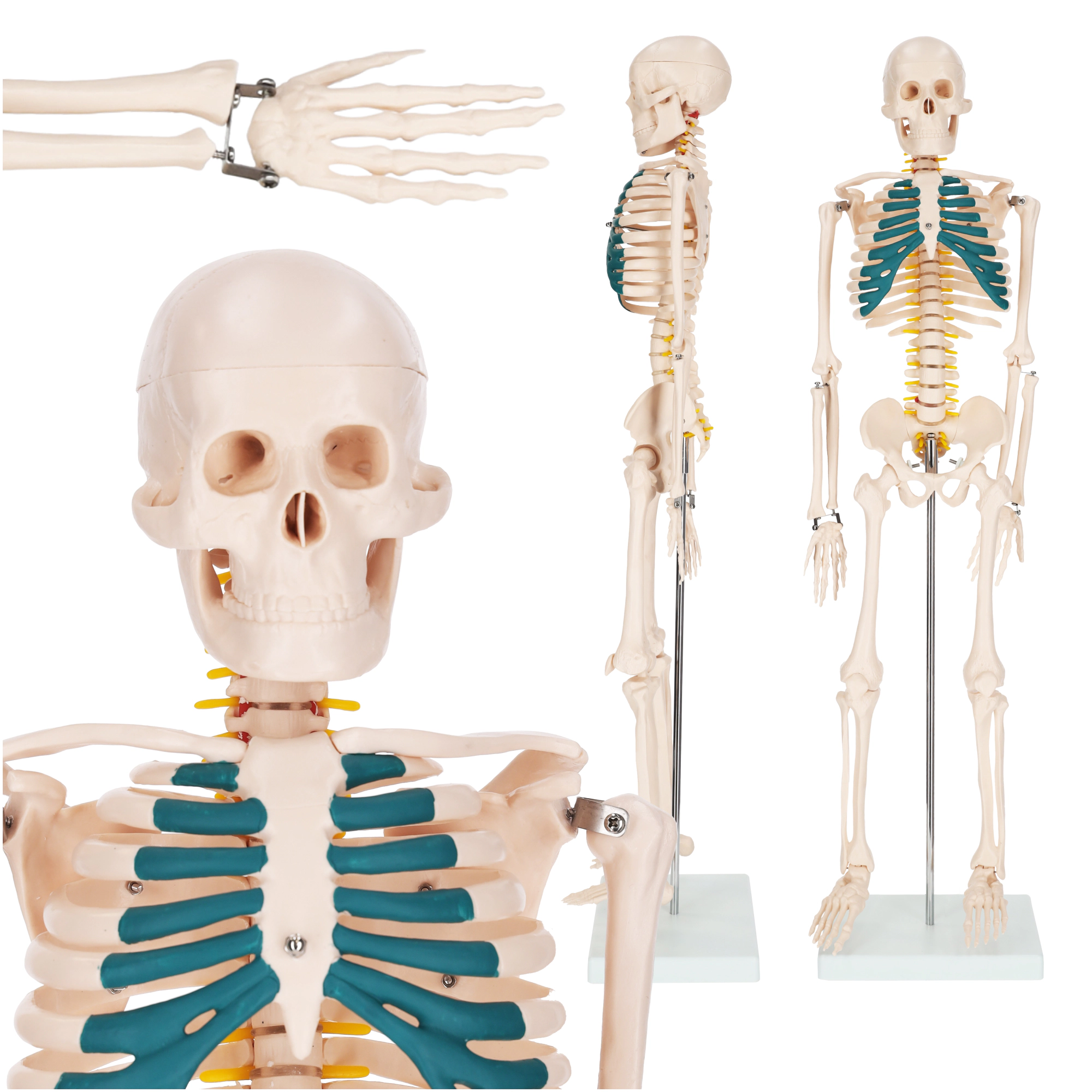  Scheletul uman 85 cm model anatomic