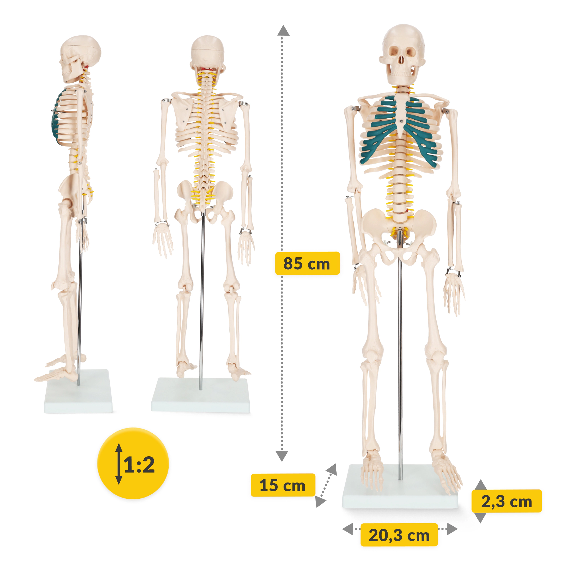  Scheletul uman 85 cm model anatomic