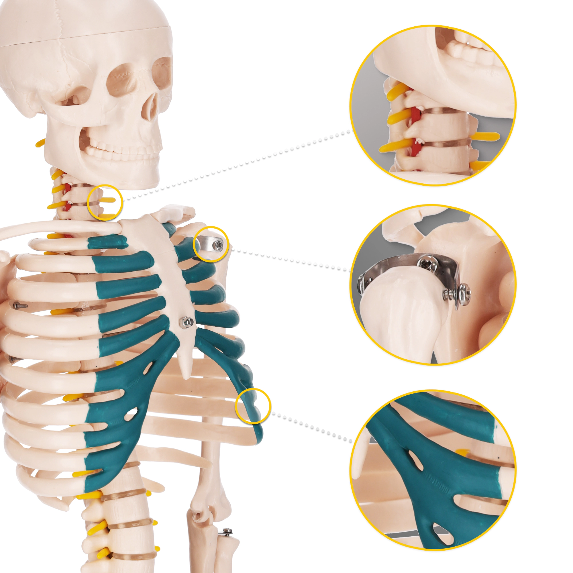  Scheletul uman 85 cm model anatomic