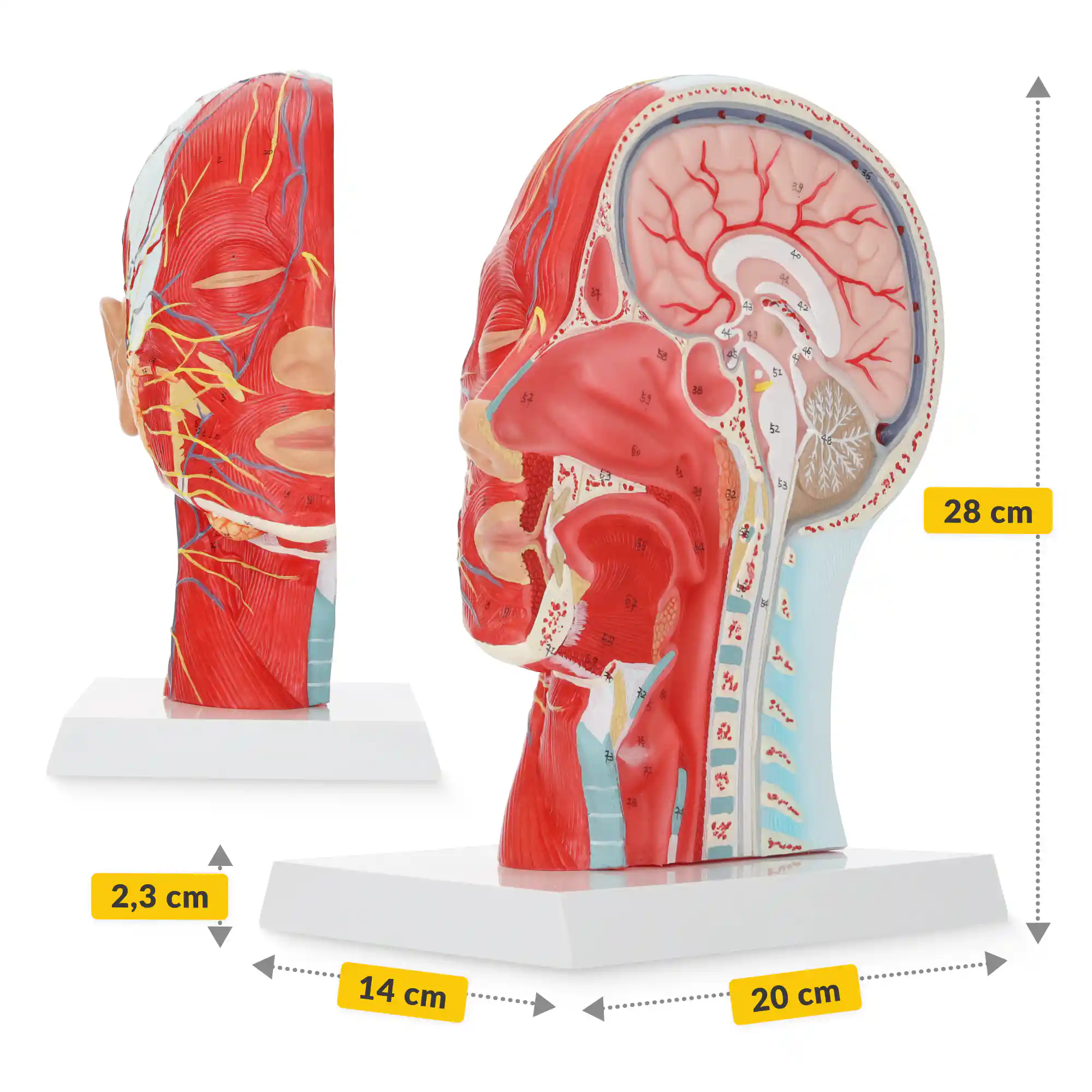 Model anatomic la scară 1:1 al unei secțiuni transversale a capului uman