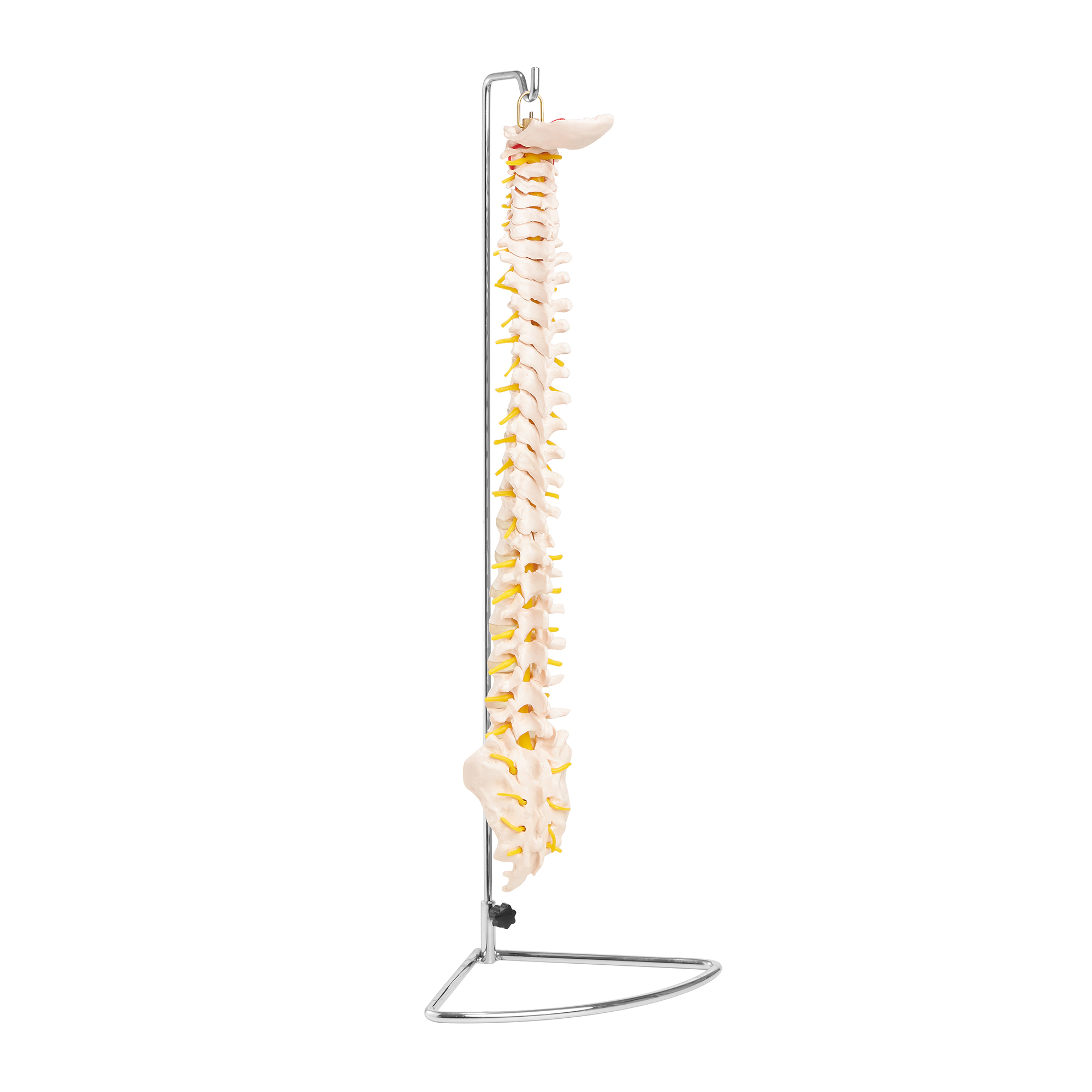 Model anatomic al coloanei vertebrale umane