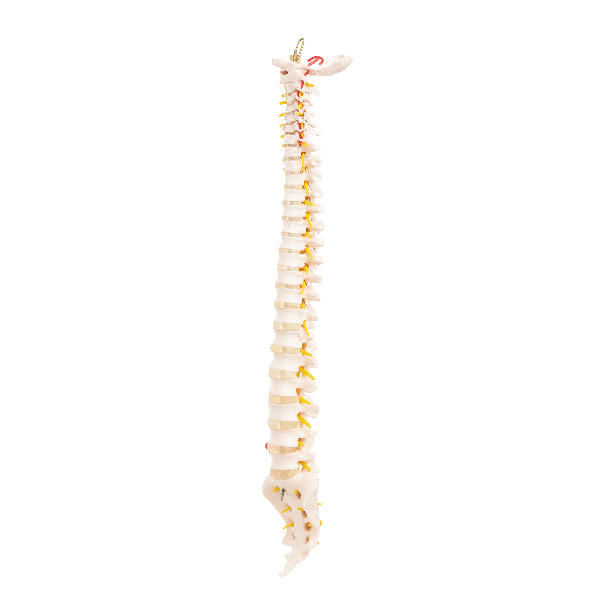 Model anatomic al coloanei vertebrale umane