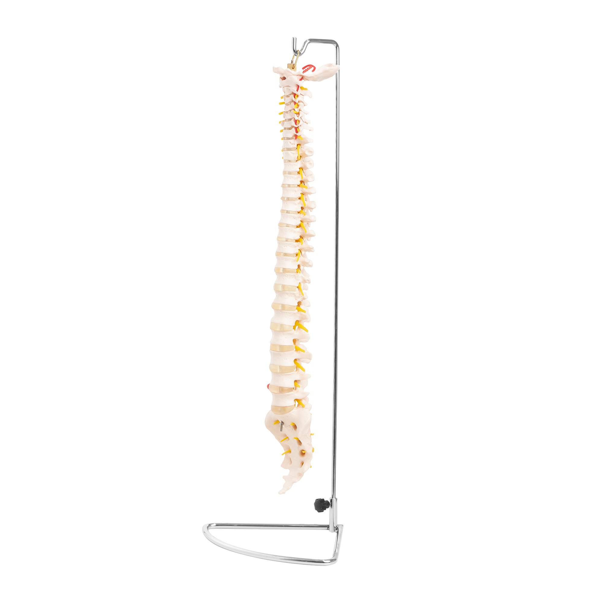 Model anatomic al coloanei vertebrale umane