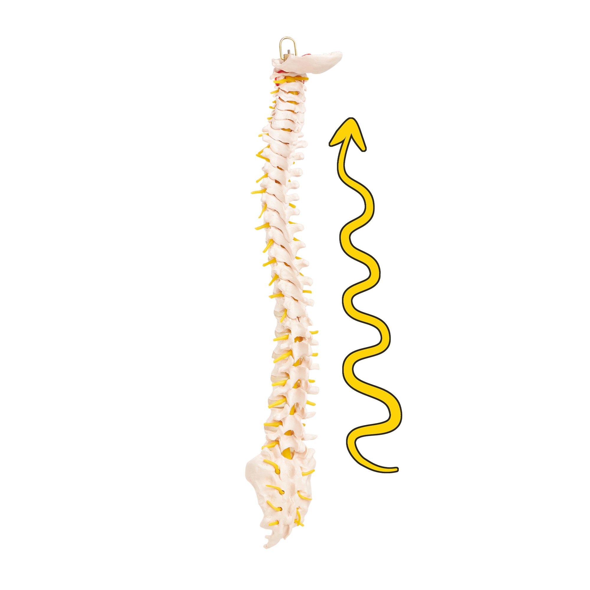 Model anatomic al coloanei vertebrale umane