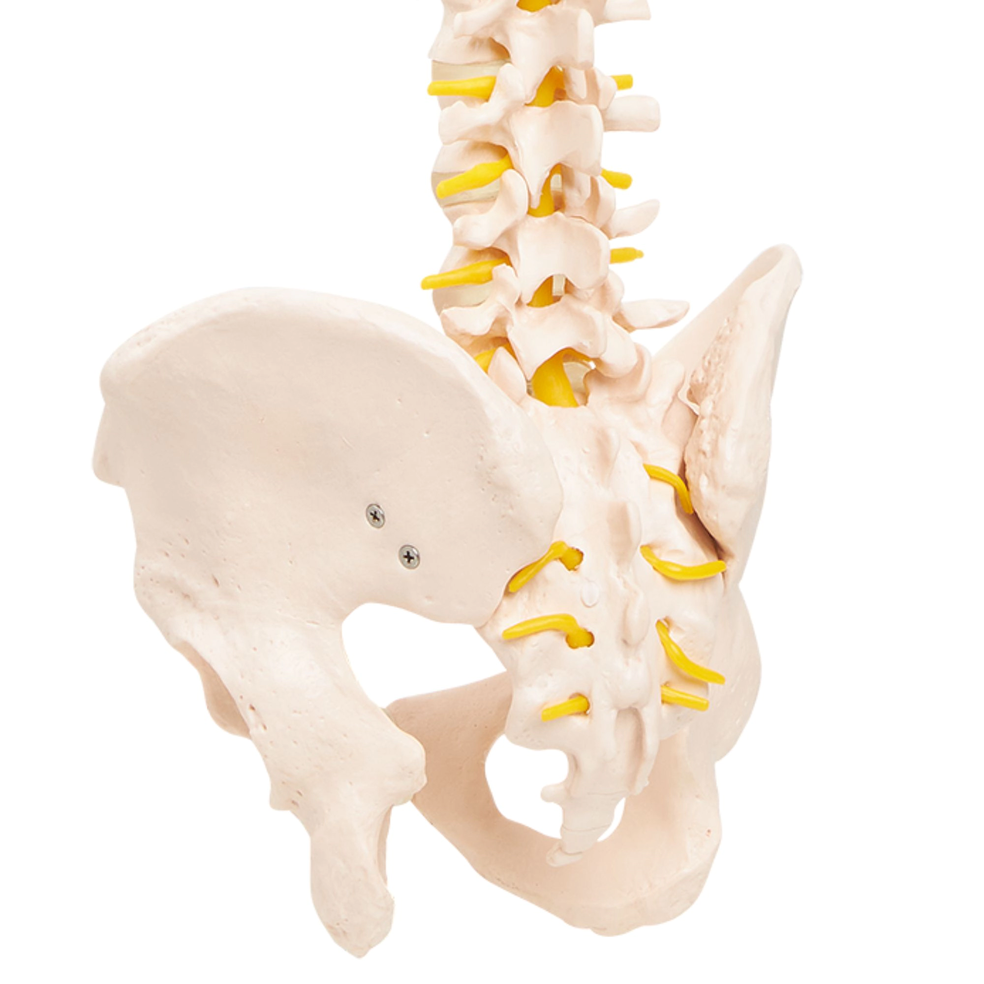 Model anatomic de coloană vertebrală umană cu pelvis