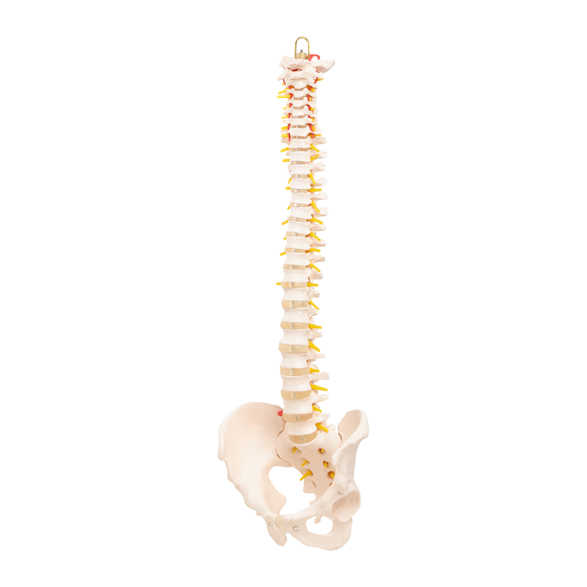 Model anatomic de coloană vertebrală umană cu pelvis