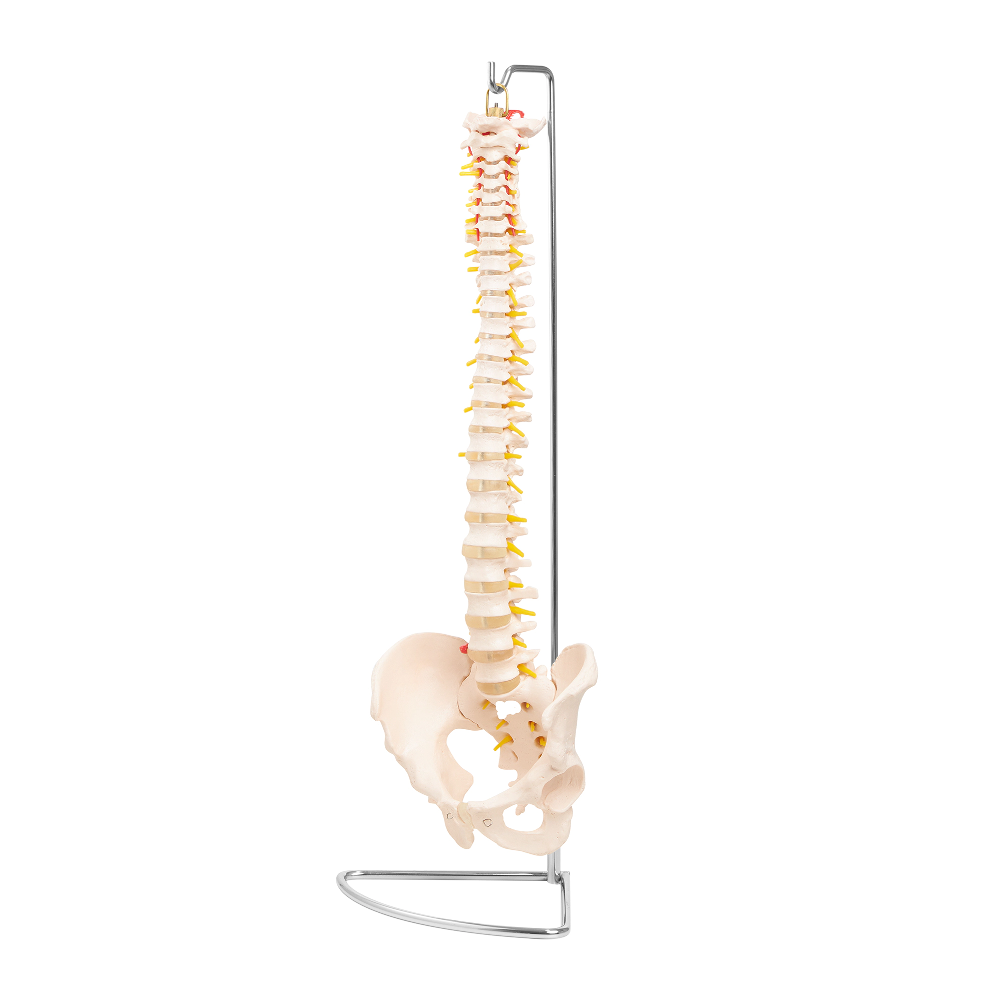 Model anatomic de coloană vertebrală umană cu pelvis