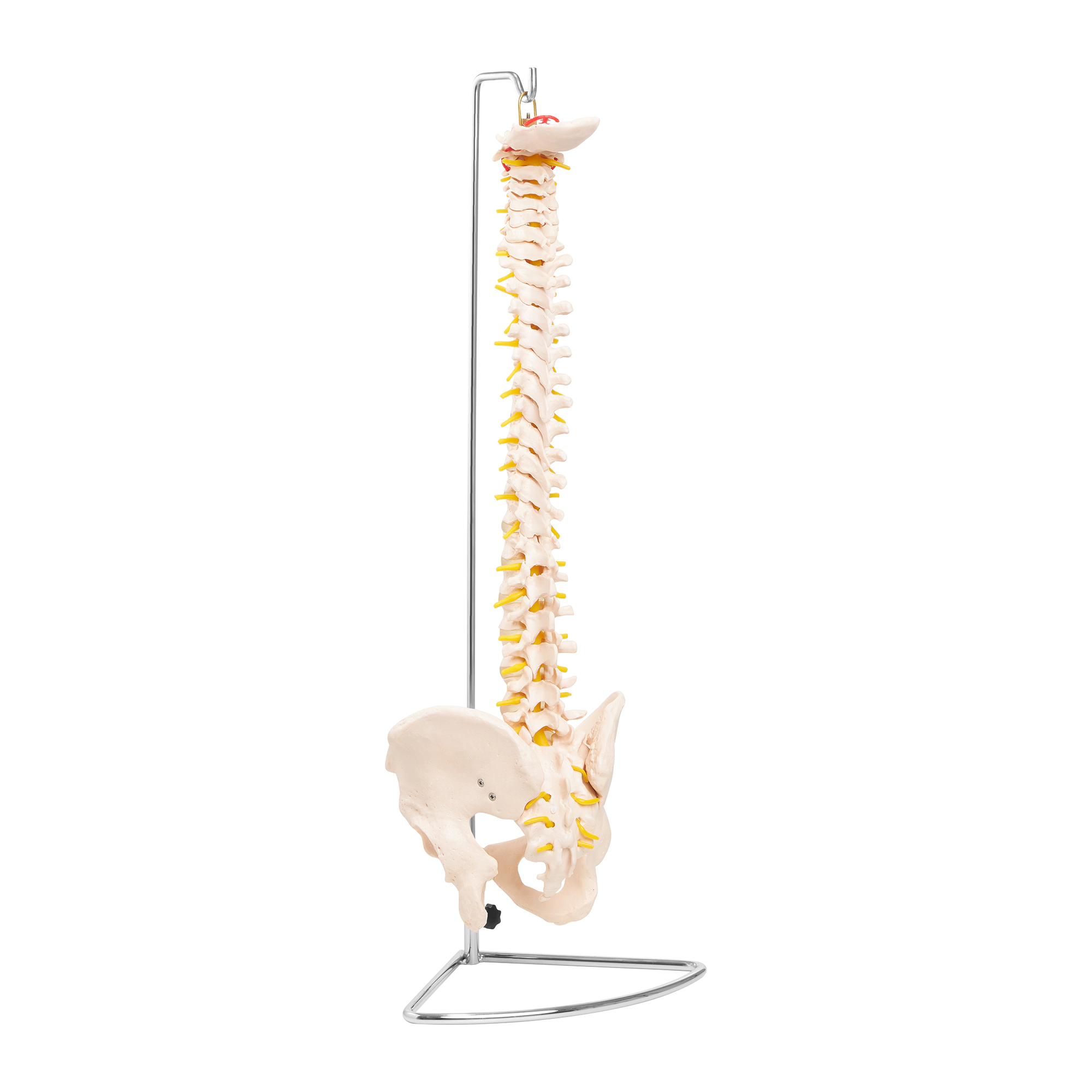 Model anatomic de coloană vertebrală umană cu pelvis