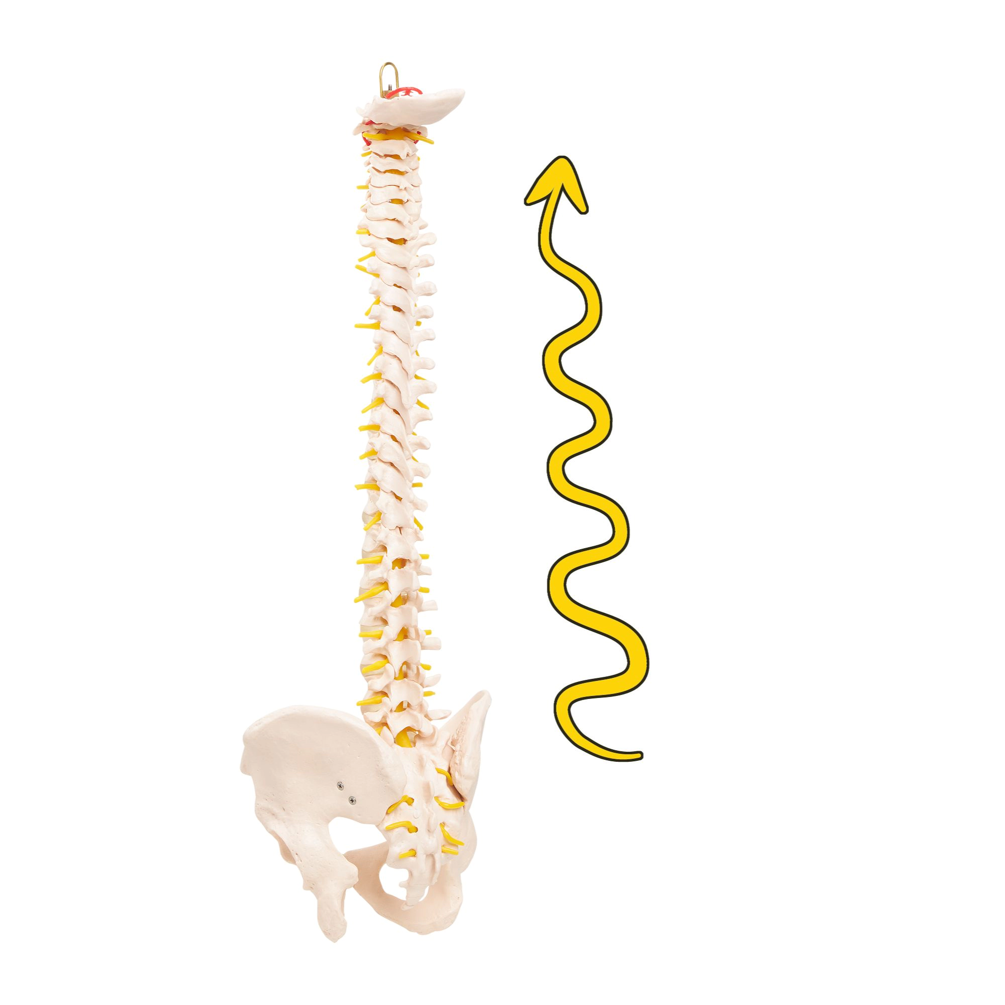 Model anatomic de coloană vertebrală umană cu pelvis