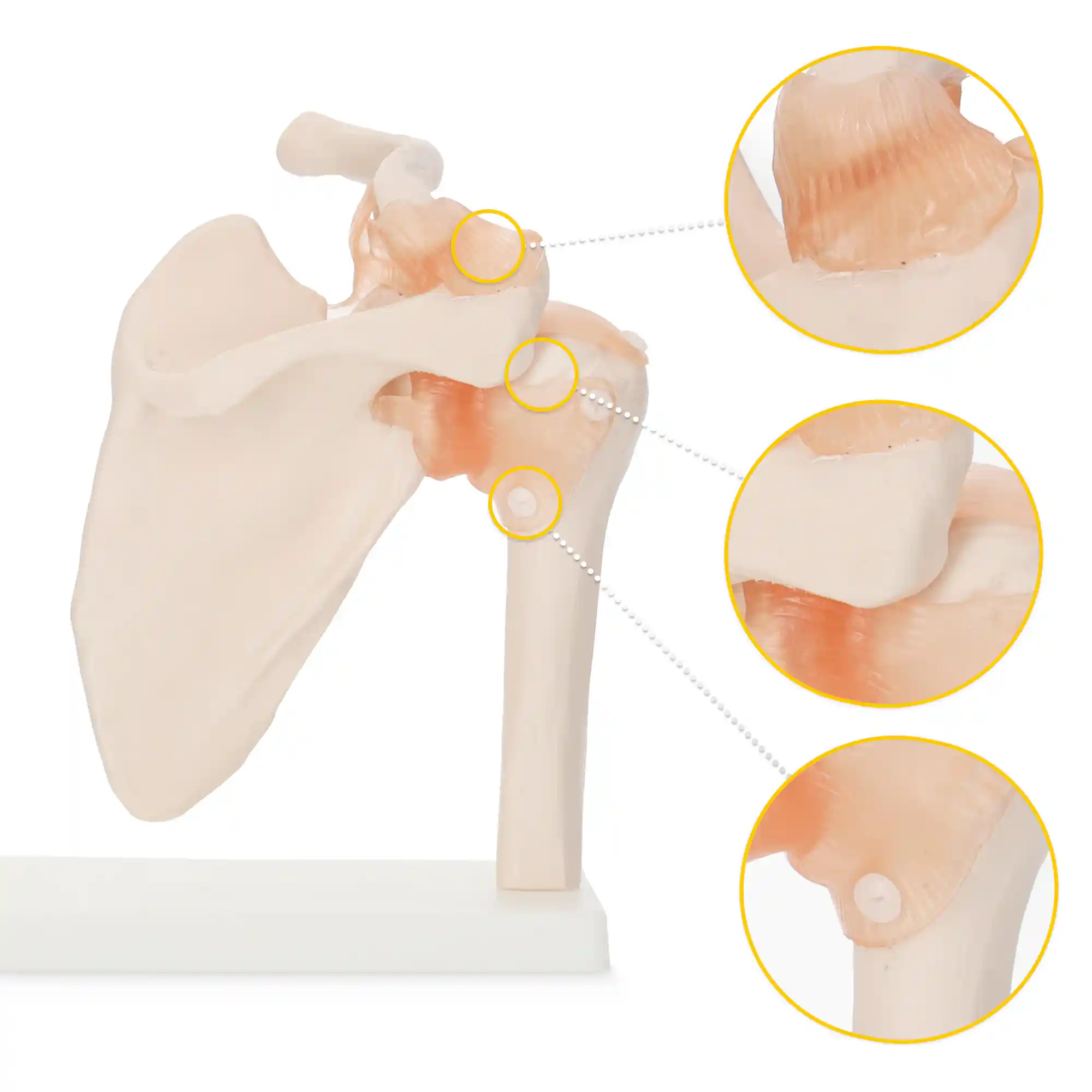 Model anatomic la scara 1:1 al articulației umărului cu ligamente