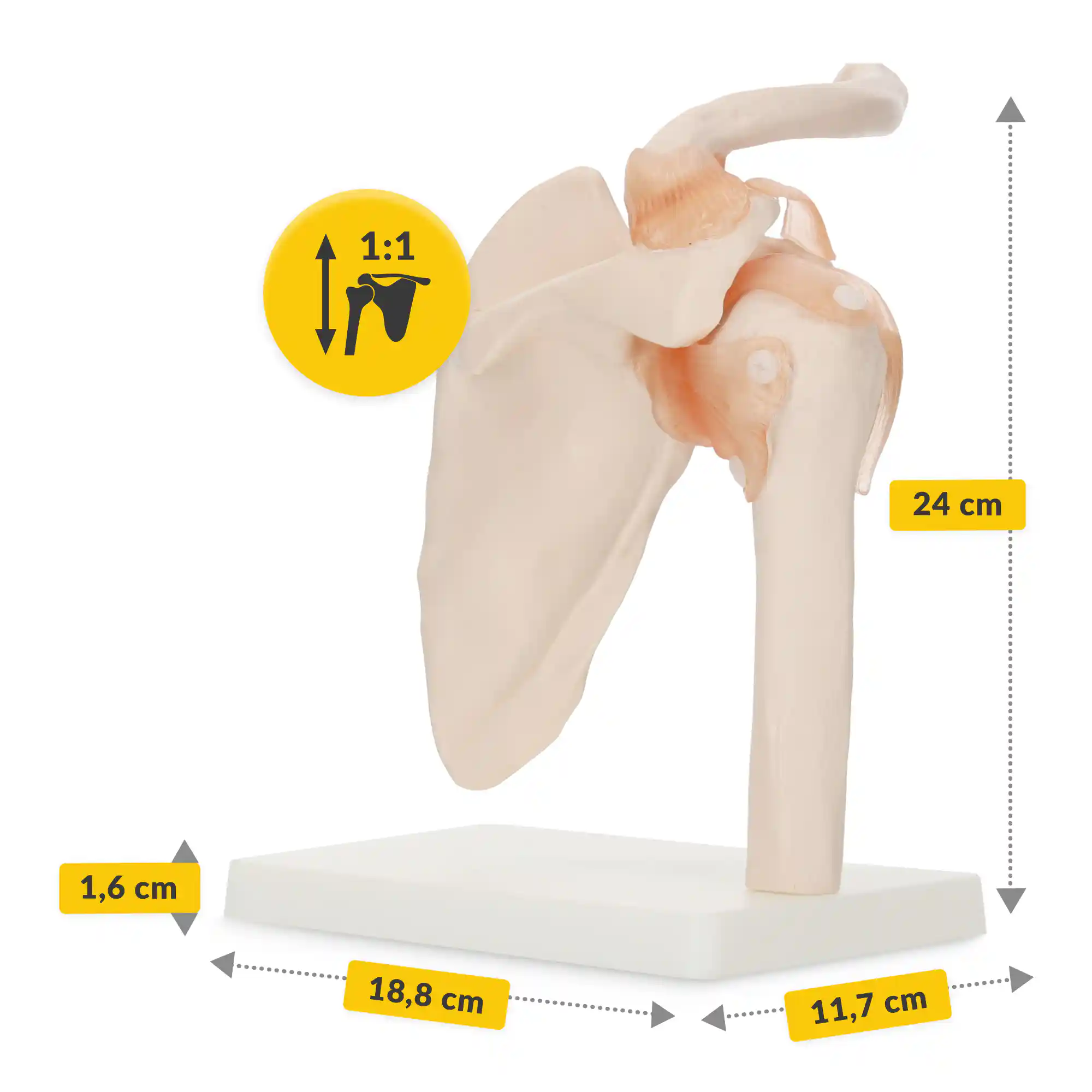 Model anatomic la scara 1:1 al articulației umărului cu ligamente