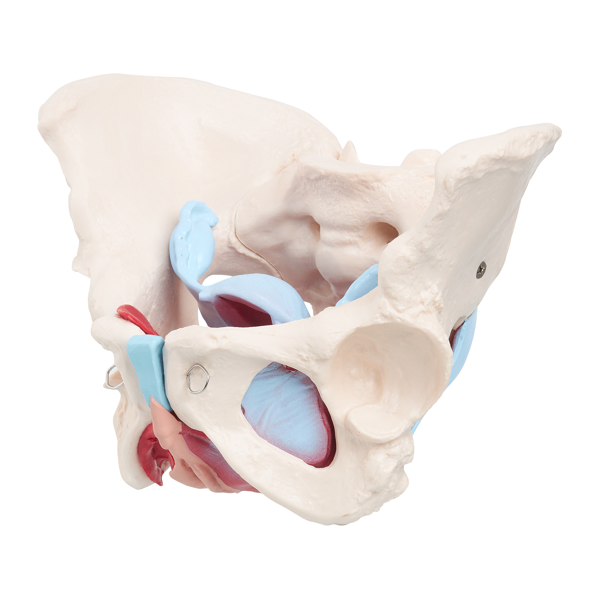 Model anatomic al pelvisului uman cu mușchi și organe