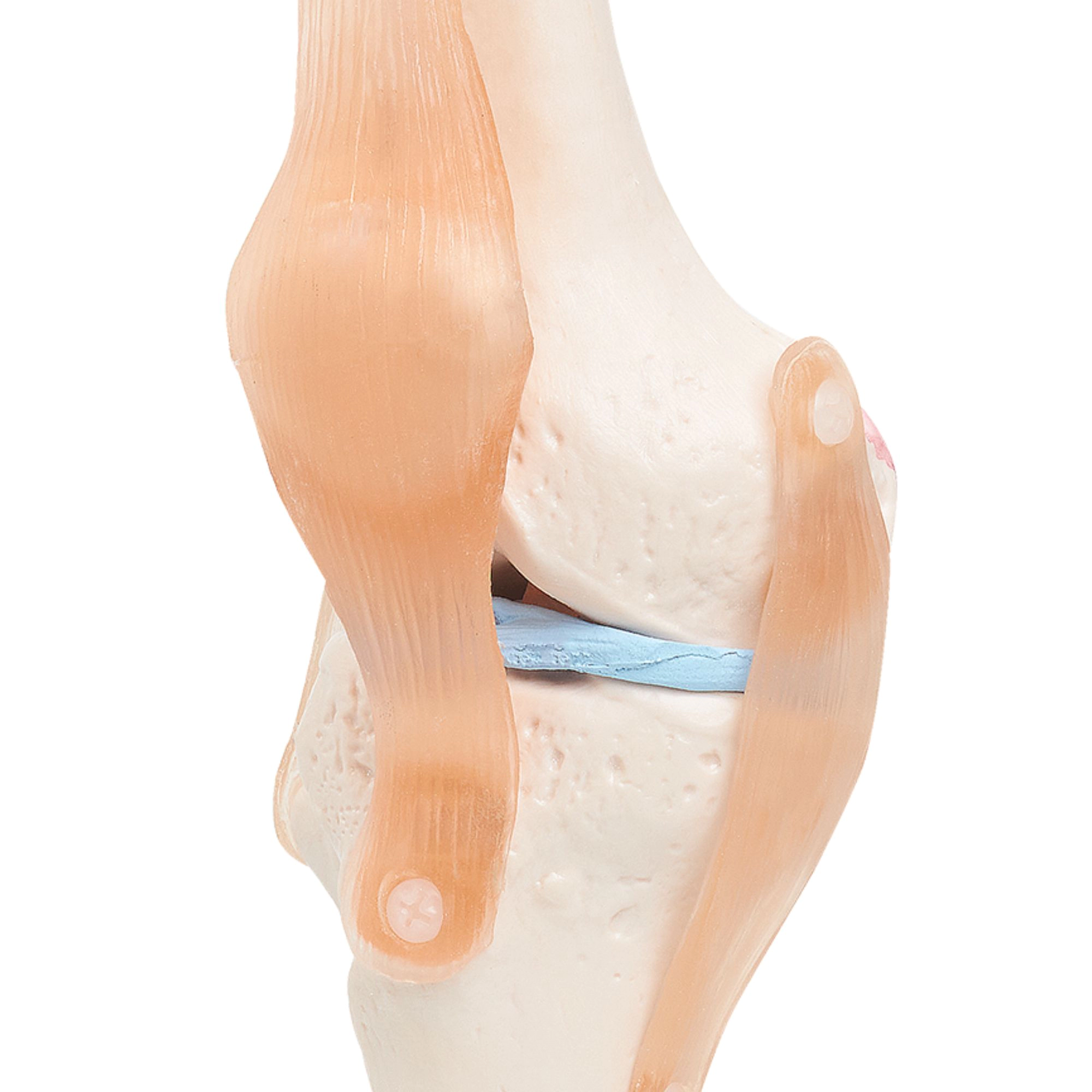 Model anatomic al articulației genunchiului