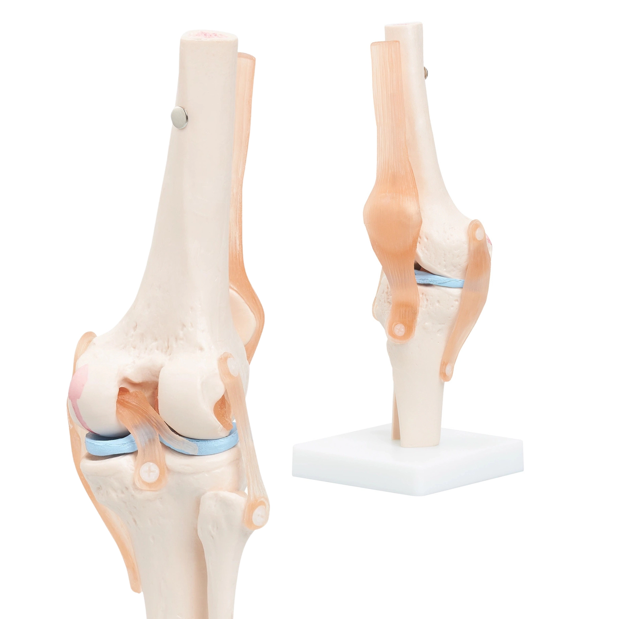 Model anatomic al articulației genunchiului