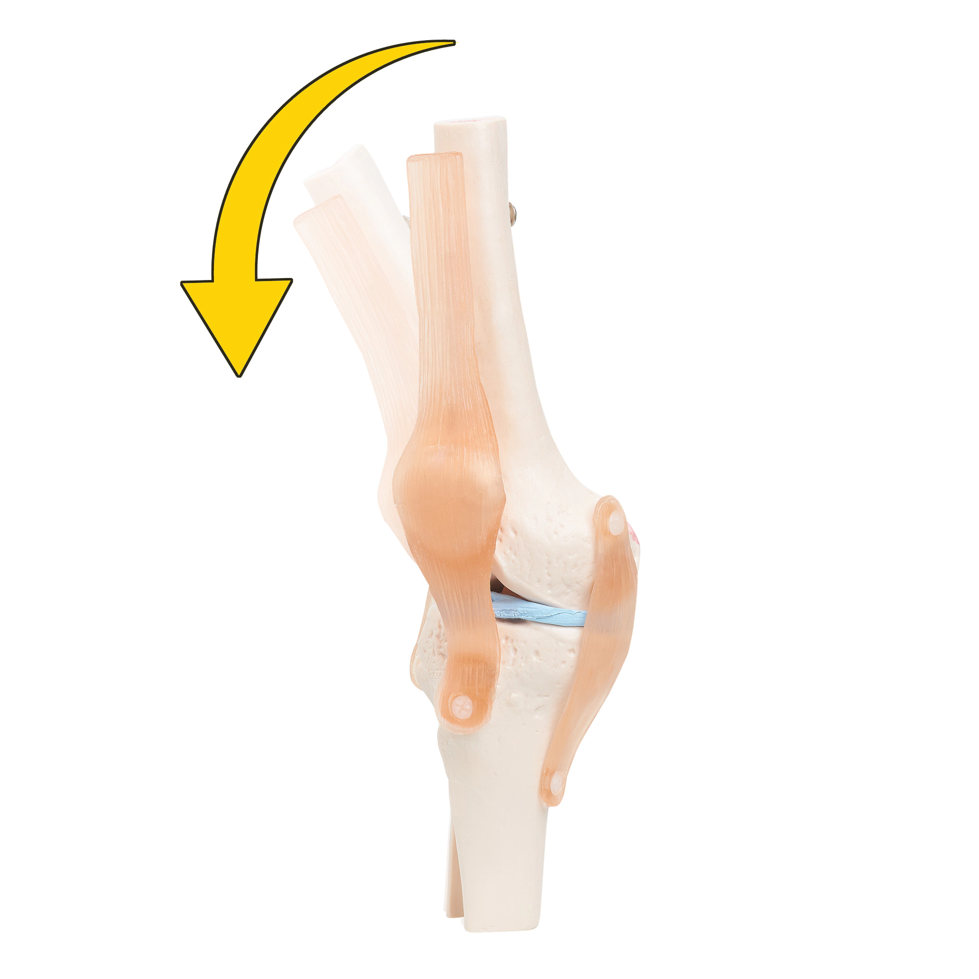 Model anatomic al articulației genunchiului