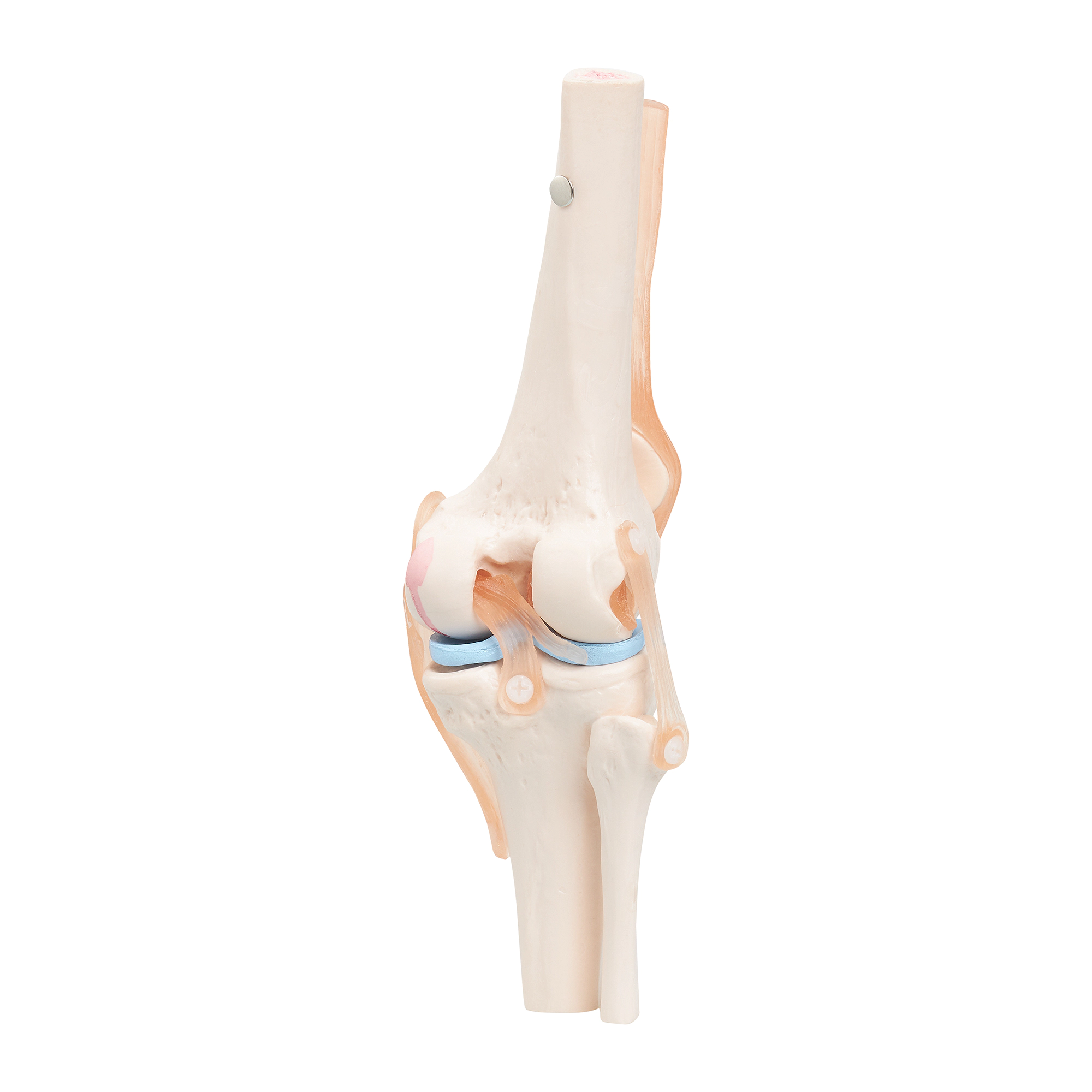 Model anatomic al articulației genunchiului