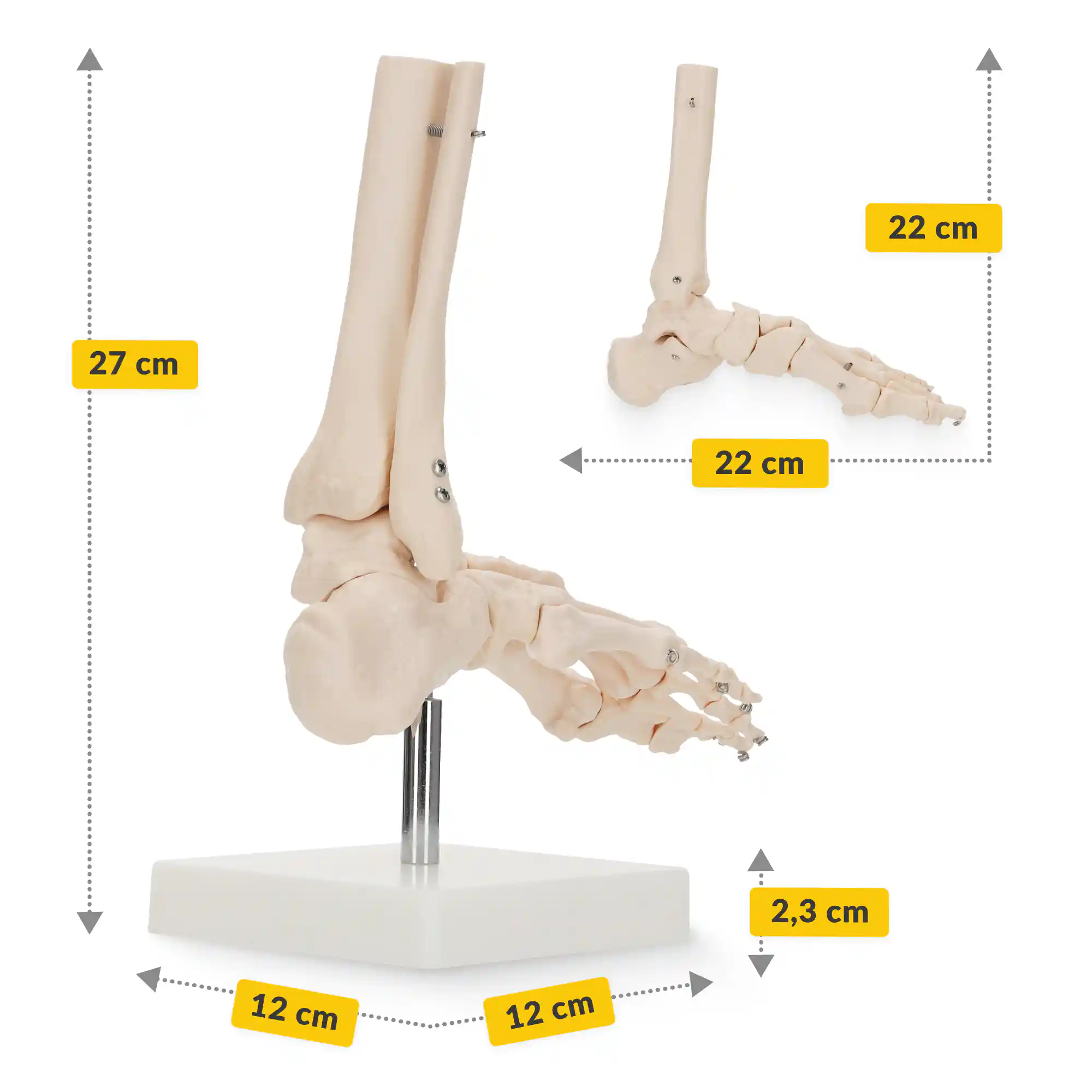 Model anatomic al articulației gleznei la scară 1:1