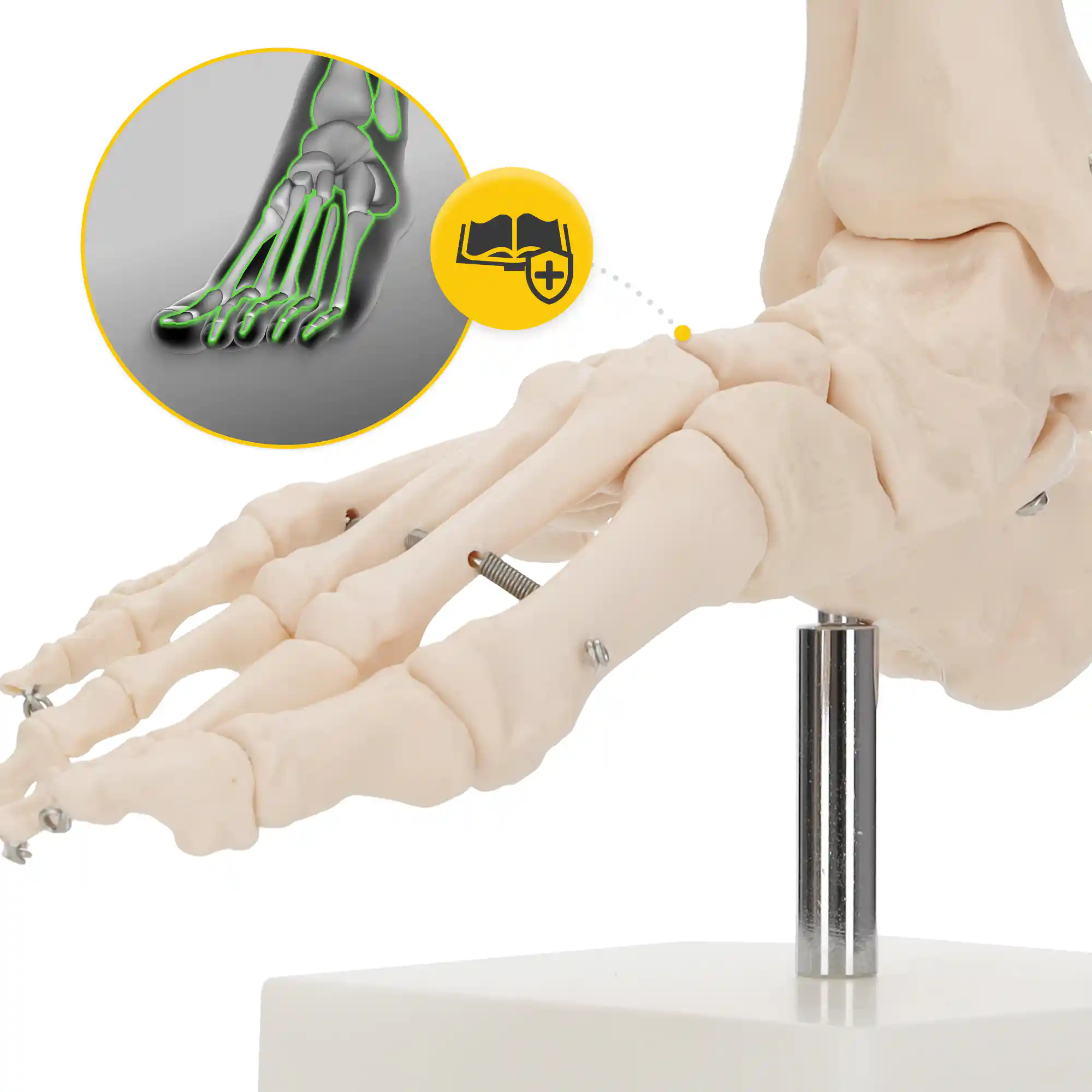 Model anatomic al articulației gleznei la scară 1:1
