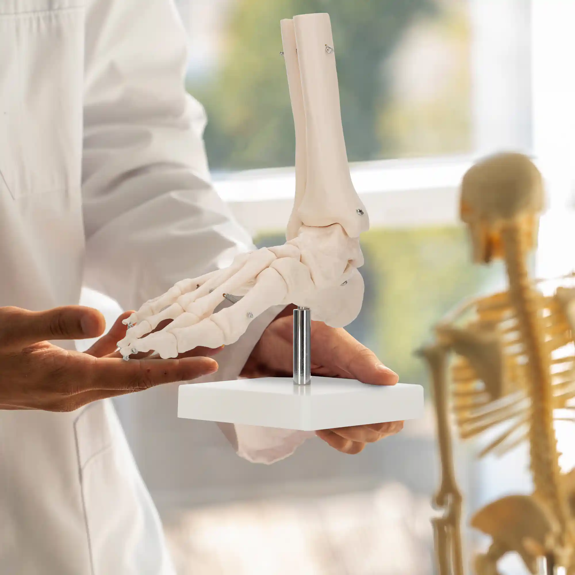 Model anatomic al articulației gleznei la scară 1:1