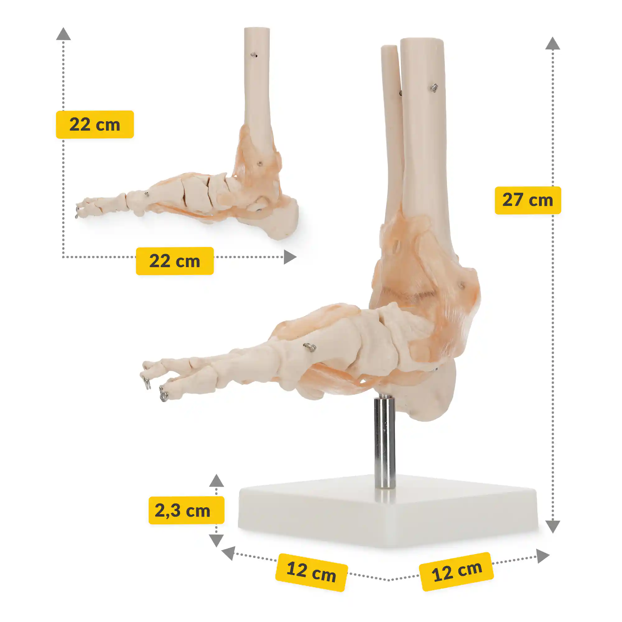 Model anatomic al articulației gleznei cu ligamente la scară 1:1