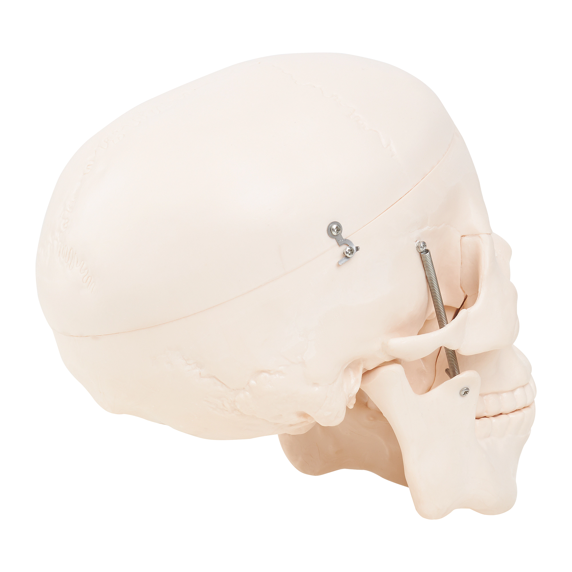 Model anatomic al craniului uman