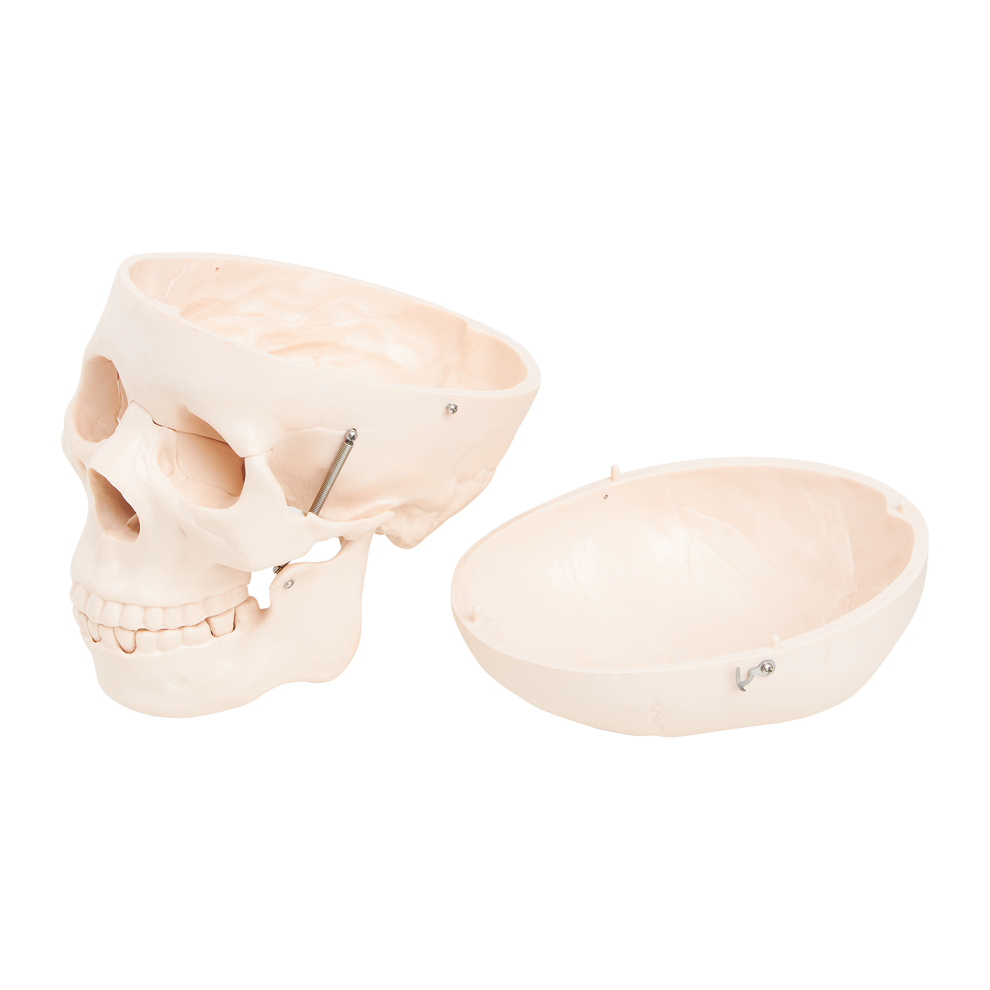Model anatomic al craniului uman