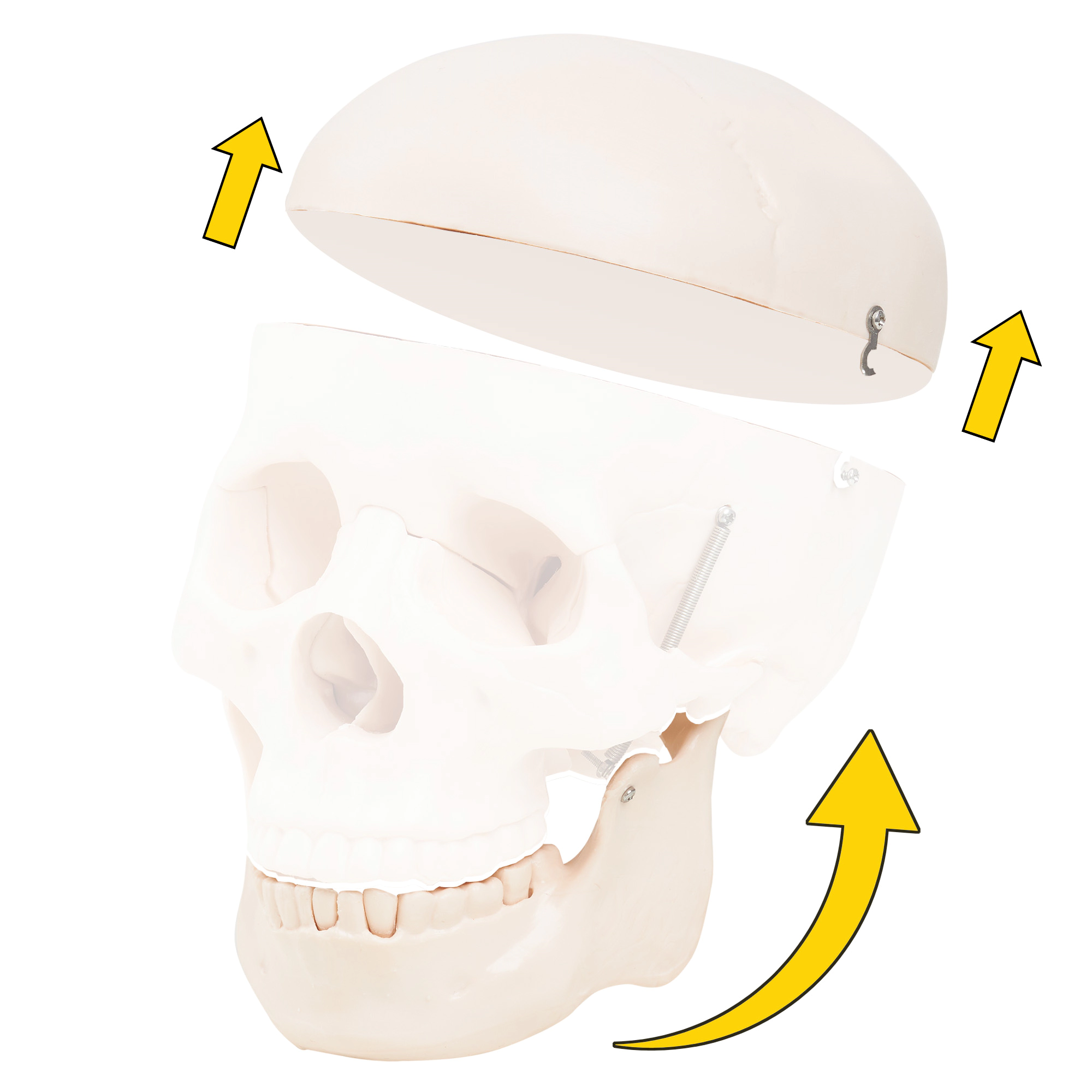 Model anatomic al craniului uman