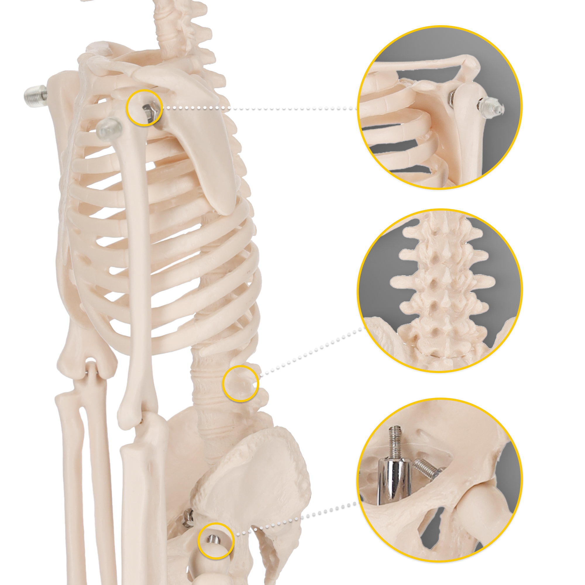 Scheletul uman 45 cm model anatomic