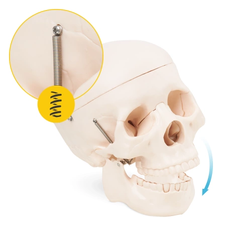 Craniu uman - model anatomic