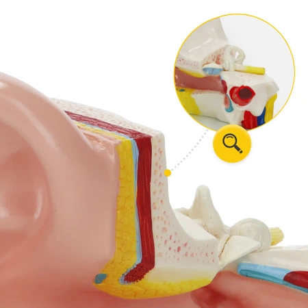 Ureche în secțiune transversală mărită - model anatomic