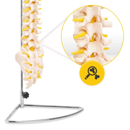 Coloana vertebrală umană - model anatomic