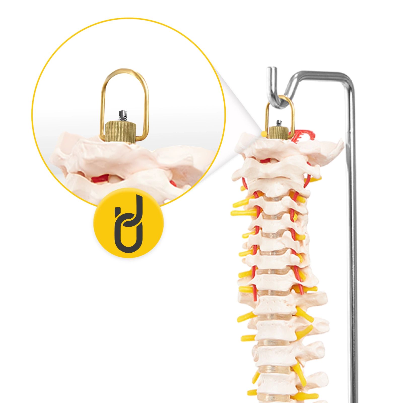 Model anatomic al coloanei vertebrale umane