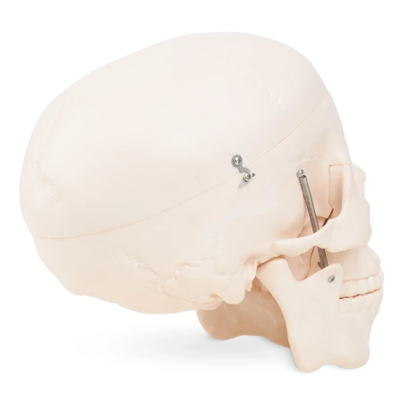 Craniu uman - model anatomic