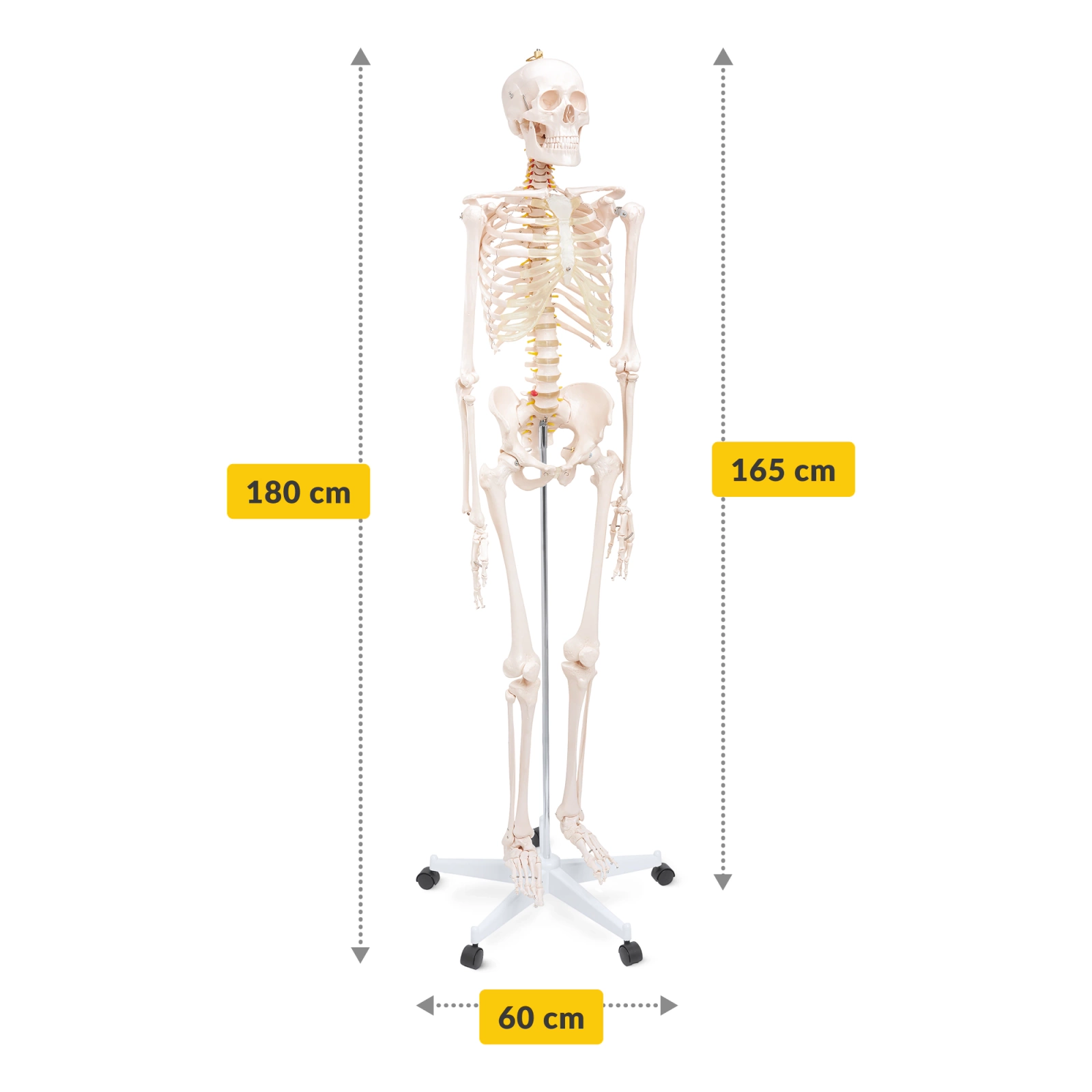 Schelet uman 180 cm, model anatomic