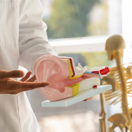 Ureche în secțiune transversală mărită - model anatomic