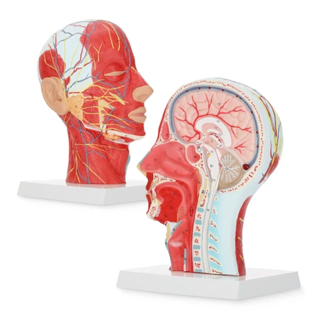 Cap uman în secțiune transversală la scara 1:1 - model anatomic