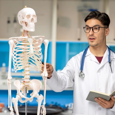 Schelet uman 180 cm - model anatomic