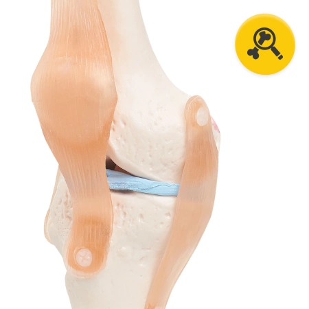 Articulația genunchiului - model anatomic