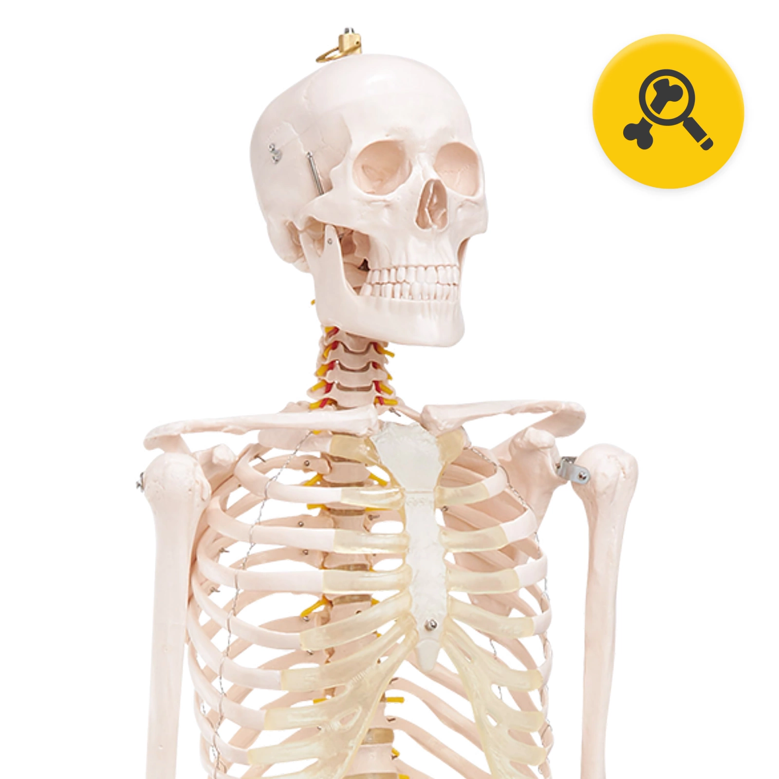 Schelet uman 180 cm, model anatomic