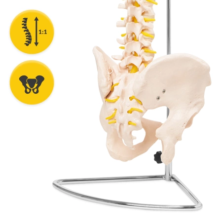 Coloană vertebrală umană cu pelvis - model anatomic