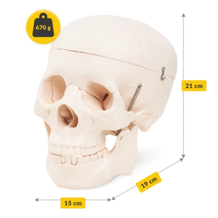 Craniu uman - model anatomic