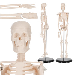 Schelet uman 45 cm - model anatomic
