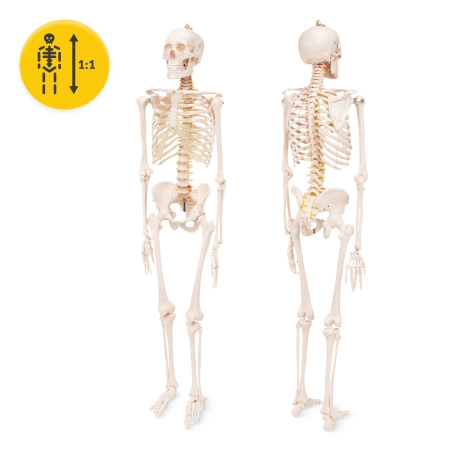 Schelet uman 180 cm - model anatomic