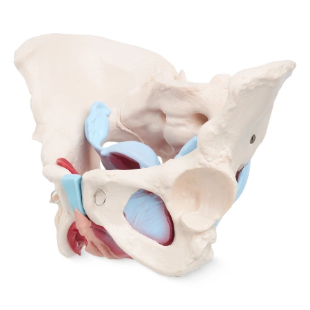 Pelvis uman cu mușchi și organe - model anatomic
