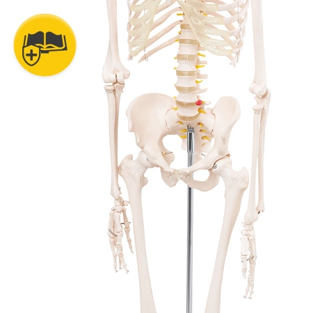 Schelet uman 180 cm - model anatomic