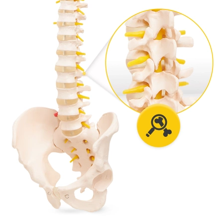 Coloană vertebrală umană cu pelvis - model anatomic