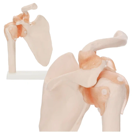 Articulația umărului cu ligamente la scara 1:1  - model anatomic