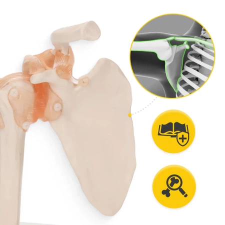 Articulația umărului cu ligamente la scara 1:1 - model anatomic