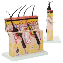 Piele umană în secțiune transversală - model anatomic