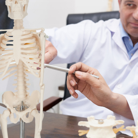 Schelet uman 45 cm - model anatomic